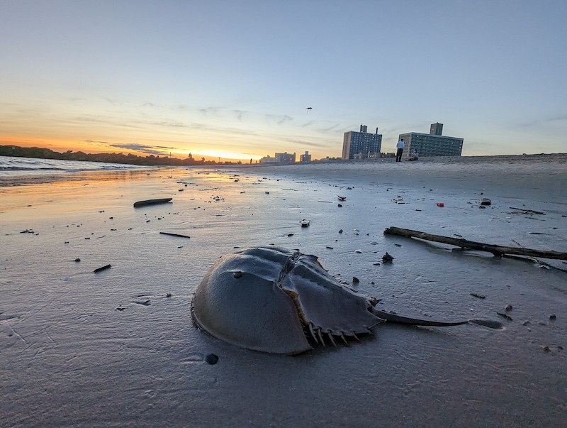 Horseshoe crab with visible shell ready to molt, on beach in sunset.